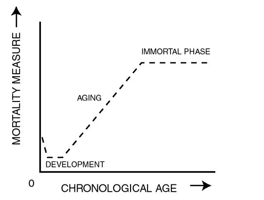 biological immortality in late life michael rose